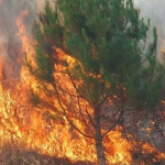 Zjarr në rezervuarin Glazhnja të Likovës, dyshohet për zjarrvënie të qëllimshme