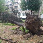 Një grua e moshuar është lënduar nga rënia e një peme në Karposh